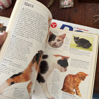 Cat Guide