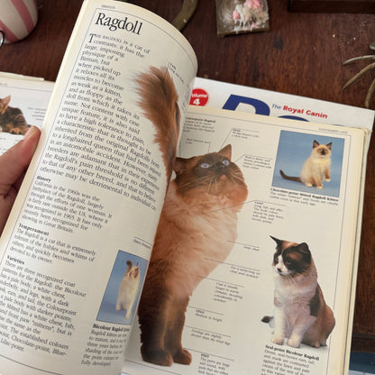 Cat Guide