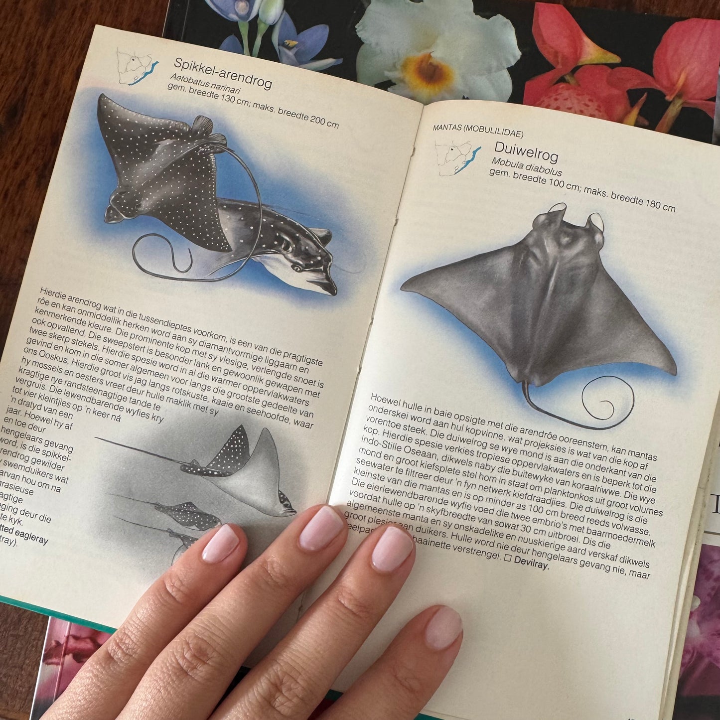 Shark Guide (Afrikaans)