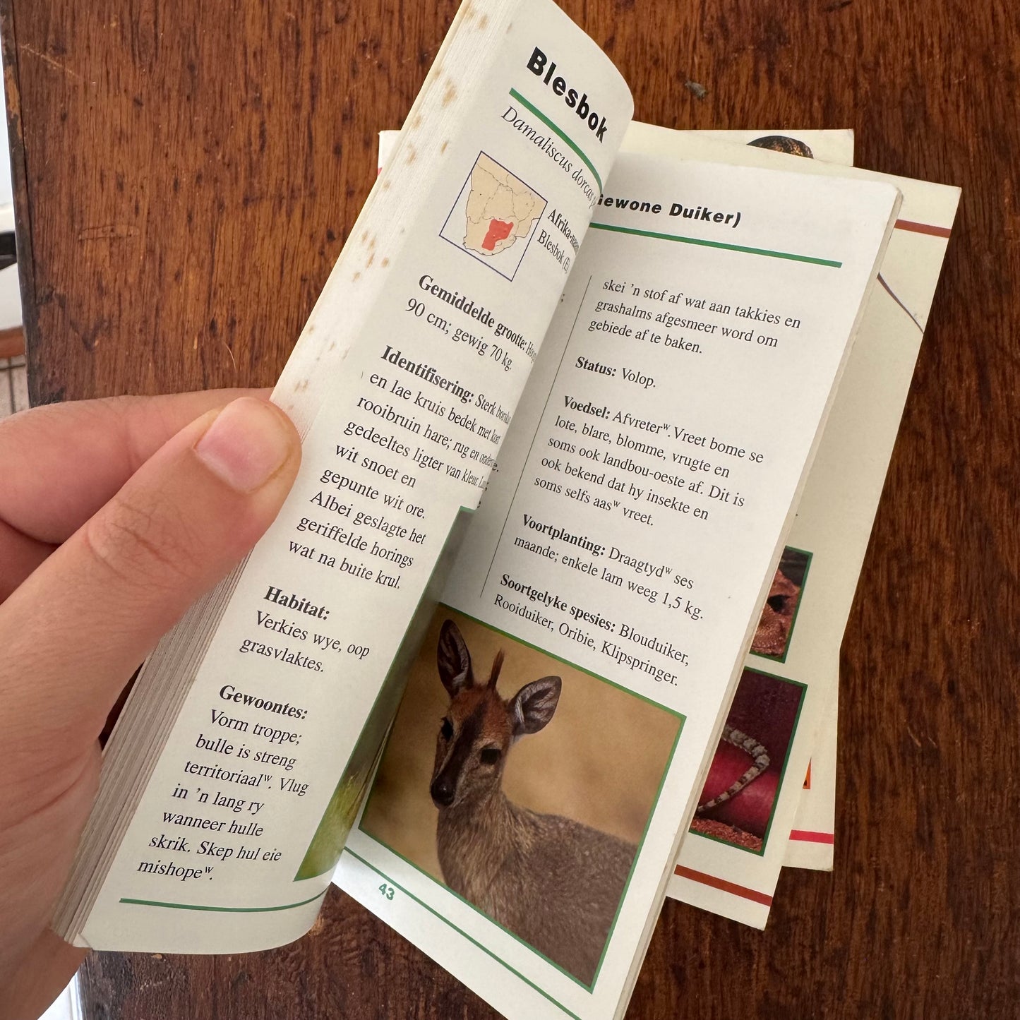 Afrikaans Guide Bundle