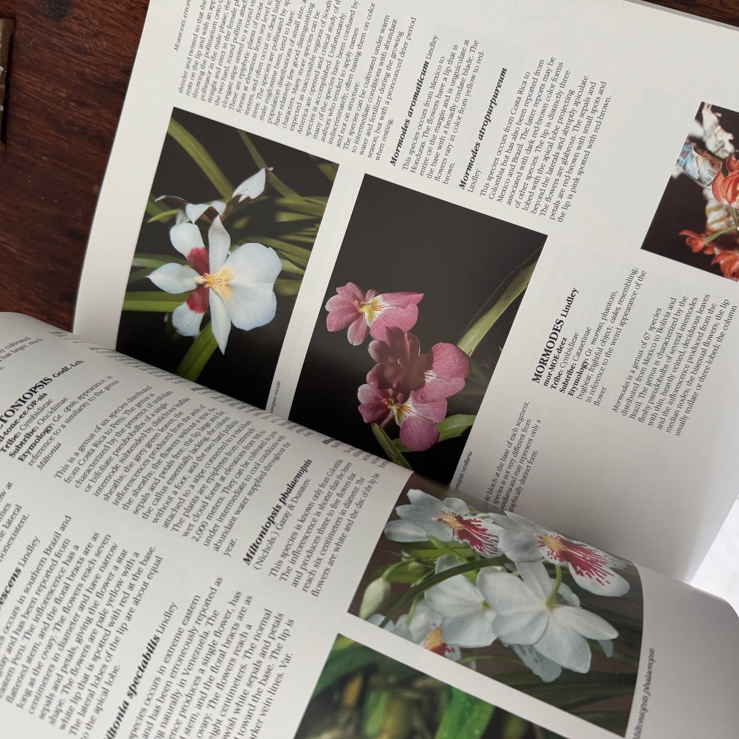 Large Orchids Coffee Table Book