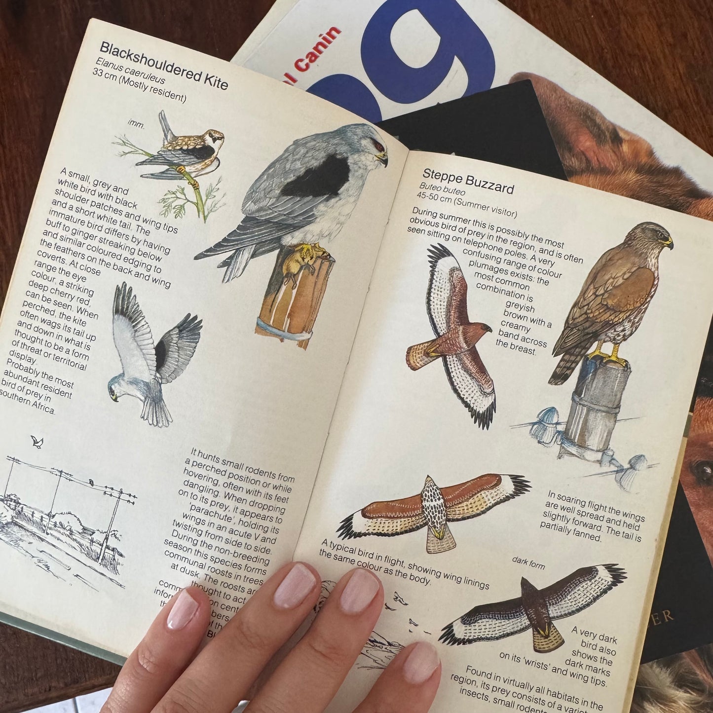 Bird Guide