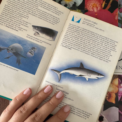 Shark Guide (Afrikaans)