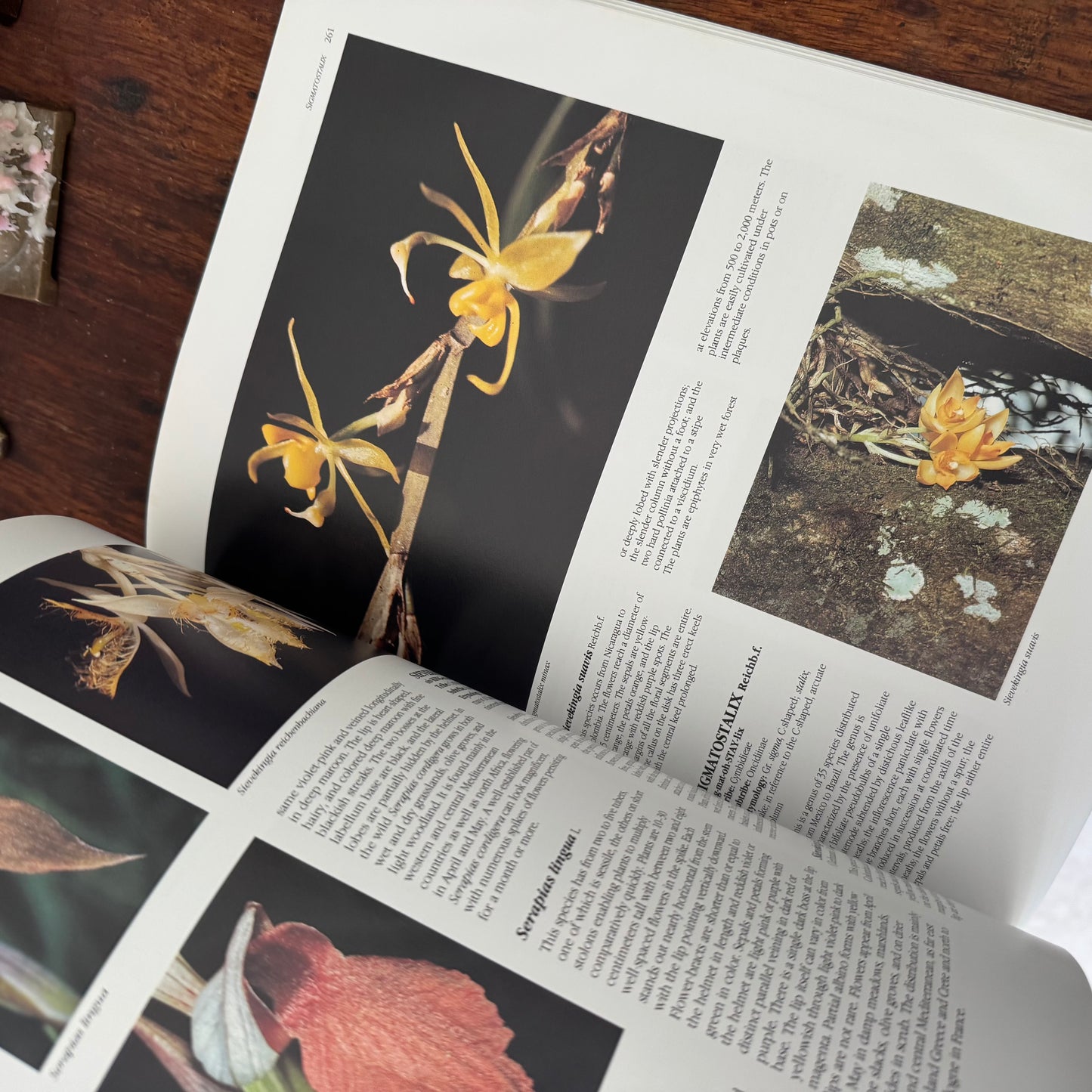 Large Orchids Coffee Table Book