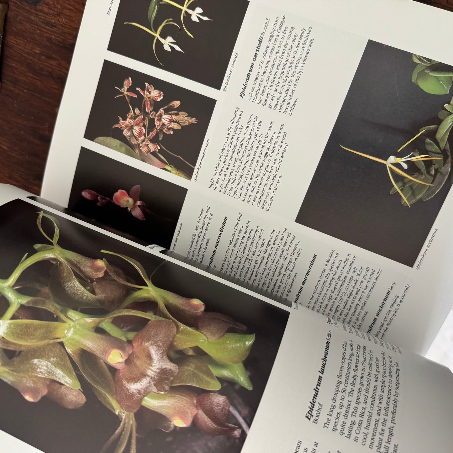 Large Orchids Coffee Table Book